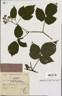 spécimen de Rubus rivularis