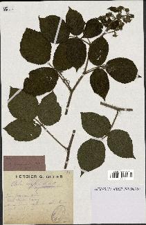 spécimen de Rubus rivularis