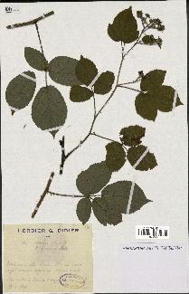 spécimen de Rubus rivularis