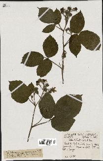 spécimen de Rubus bellardii