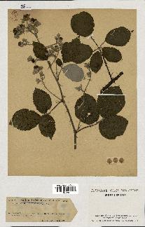 spécimen de Rubus bifrons