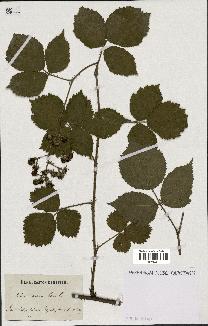 spécimen de Rubus serpens