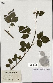 spécimen de Rubus leucanthemus