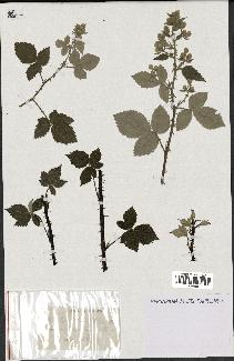 spécimen de Rubus tomentosus