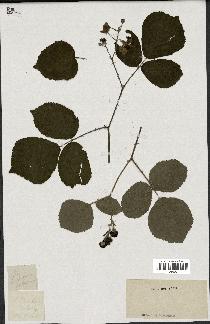 spécimen de Rubus tomentosus