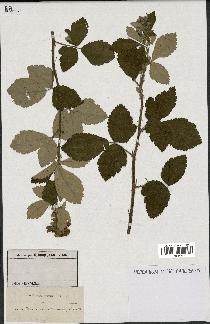 spécimen de Rubus tomentosus