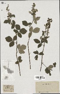 spécimen de Rubus tomentosus