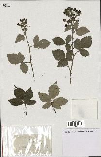 spécimen de Rubus tomentosus