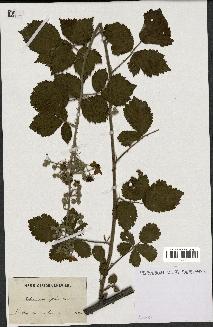 spécimen de Rubus carpinifolius