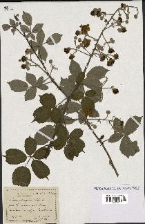 spécimen de Rubus ulmifolius