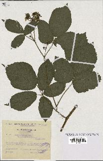 spécimen de Rubus glaucellus