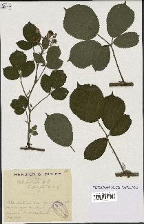 spécimen de Rubus insericatus