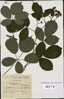 spécimen de Rubus insericatus