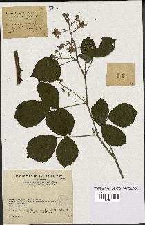 spécimen de Rubus insericatus