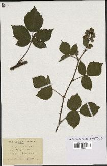 spécimen de Rubus insericatus