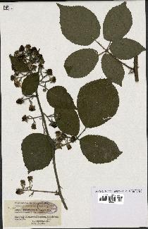 spécimen de Rubus insericatus