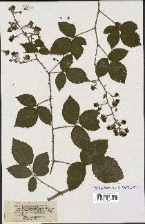 spécimen de Rubus insericatus