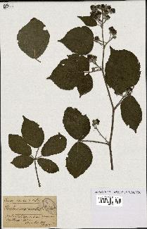 spécimen de Rubus insericatus