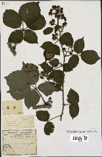 spécimen de Rubus pyramidalis