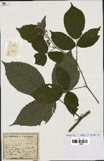 spécimen de Rubus litigiosus