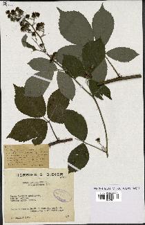 spécimen de Rubus apiculatus