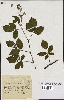 spécimen de Rubus apiculatus