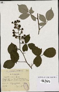 spécimen de Rubus apiculatus