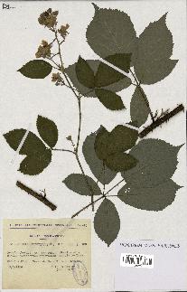 spécimen de Rubus apiculatus