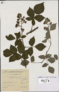 spécimen de Rubus rhombifolius