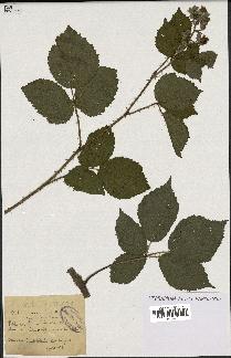 spécimen de Rubus insericatus