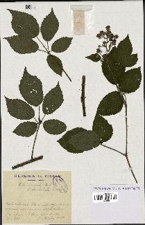 spécimen de Rubus insericatus