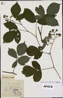 spécimen de Rubus insericatus