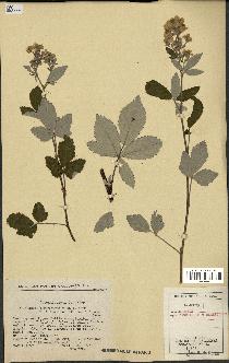 spécimen de Rubus tomentosus x ulmifolius