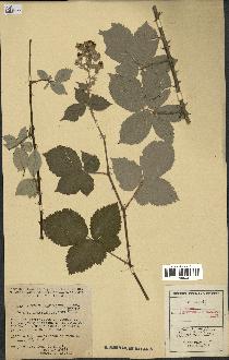 spécimen de Rubus tomentosus x ulmifolius