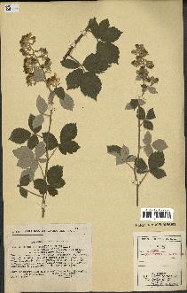 spécimen de Rubus tomentosus x ulmifolius