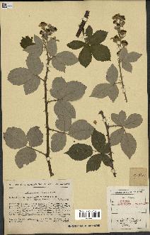 spécimen de Rubus tomentosus x ulmifolius