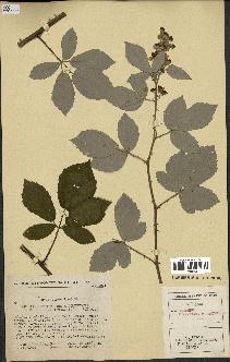 spécimen de Rubus tomentosus x ulmifolius