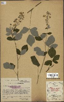 spécimen de Rubus tomentosus