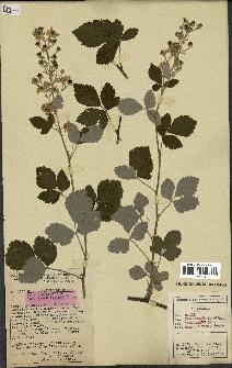 spécimen de Rubus tomentosus