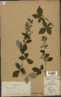 spécimen de Rubus tomentosus