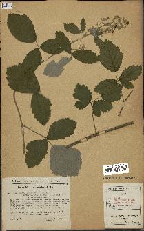 spécimen de Rubus tomentosus