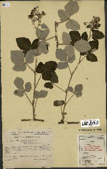 spécimen de Rubus tomentosus