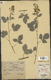 spécimen de Rubus tomentosus