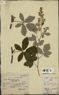 spécimen de Rubus tomentosus