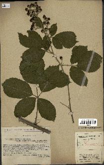 spécimen de Rubus thyrsoideus