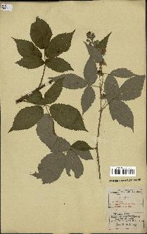 spécimen de Rubus thyrsoideus