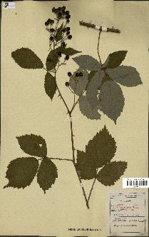 spécimen de Rubus thyrsoideus