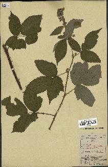 spécimen de Rubus thyrsoideus