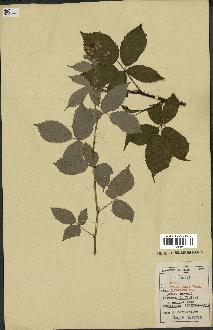 spécimen de Rubus thyrsoideus