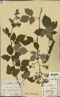 spécimen de Rubus thyrsoideus